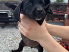 puppy