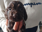 puppy