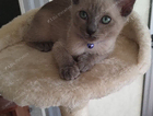 kitten-purple...