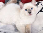 Kitten