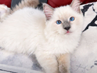 kitten