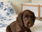 Puppy