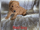 puppy