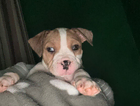 puppy