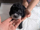 Puppy