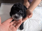 puppy