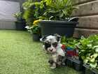 Puppy