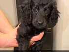 Puppy