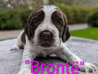 brontë