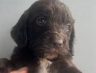 puppy