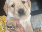 Puppy
