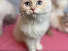 Kitten