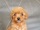 puppy  tiny girl