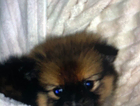 puppy