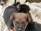 Puppy