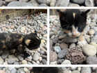 Kitten