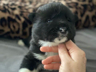 puppy
