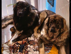 Caucasion shepards puppys
