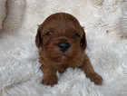 Puppy