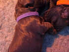 Puppy
