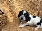 Puppy