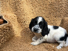 puppy