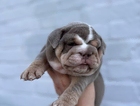puppy