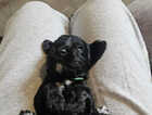 Puppy