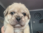 puppy