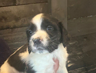 puppy