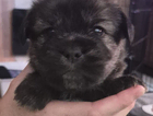 puppy  black collar