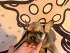 puppy