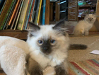 kitten
