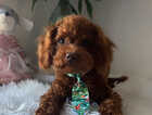 Puppy