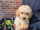puppy