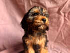 Puppy