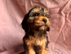 puppy