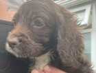 Puppy