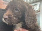 puppy