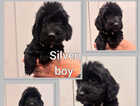 Puppy
