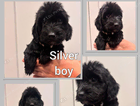 puppy