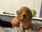 Puppy