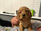 puppy