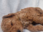 Puppy