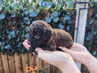 Puppy