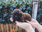 puppy