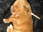 puppy