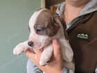 Puppy