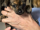 puppy