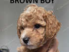 puppy
